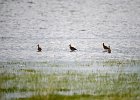 Aziatische grijze snip (Asian dowitcher) (Limnodromus semipalmatus) - Ogii Nuur 14-08-2016 (1)